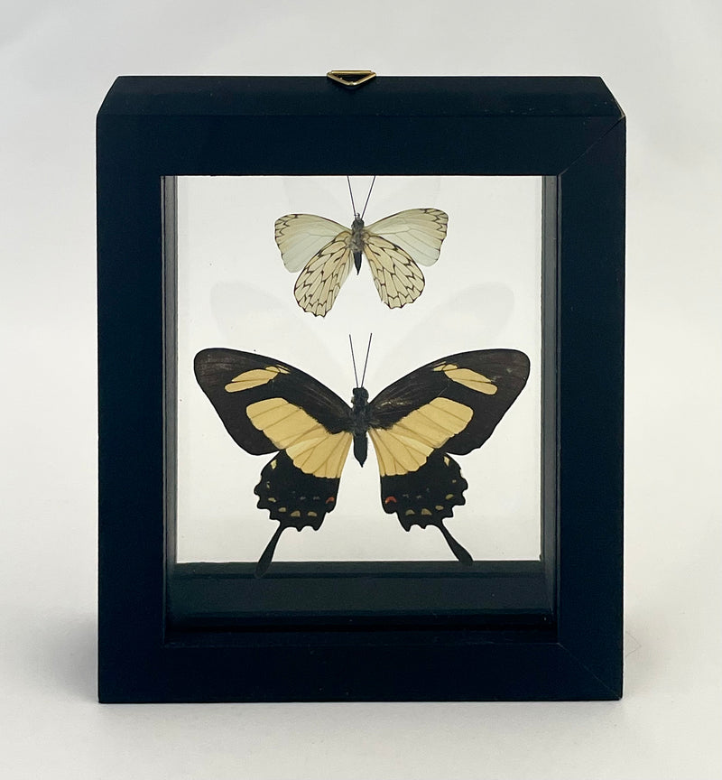 Framed Assorted Butterflies