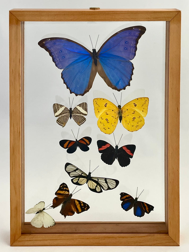 Large Framed Assorted Butterflies