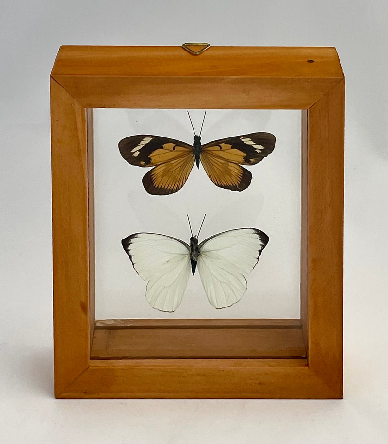 Framed Assorted Butterflies