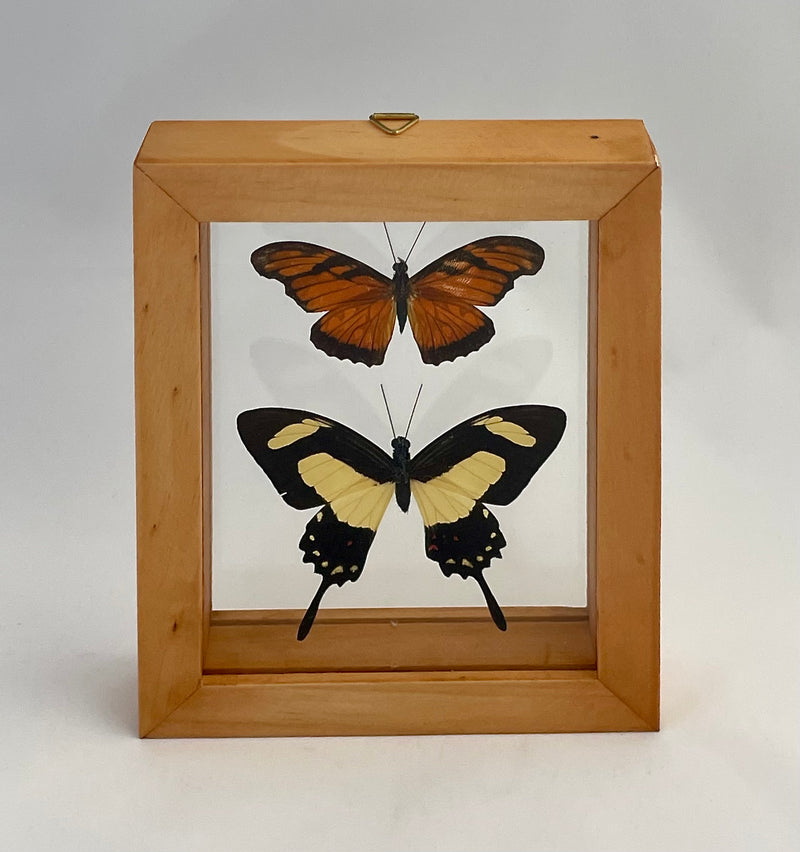 Framed Assorted Butterflies