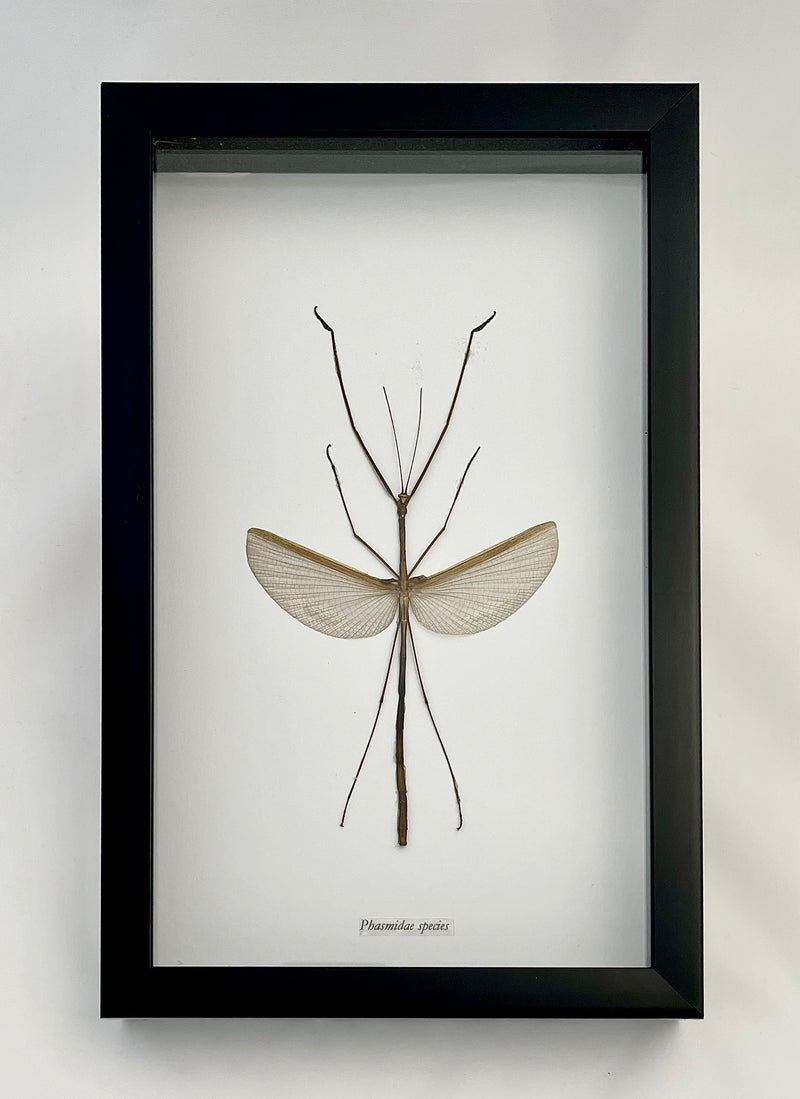 Framed Stick Insect