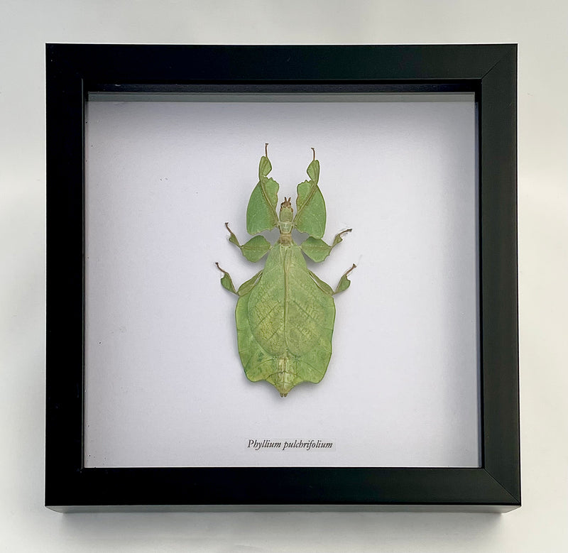 Framed Walking Leaf Insect