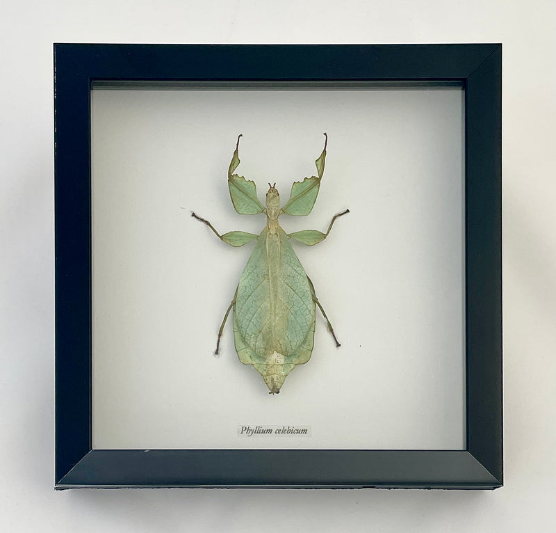 Framed Walking Leaf Mimic Insect