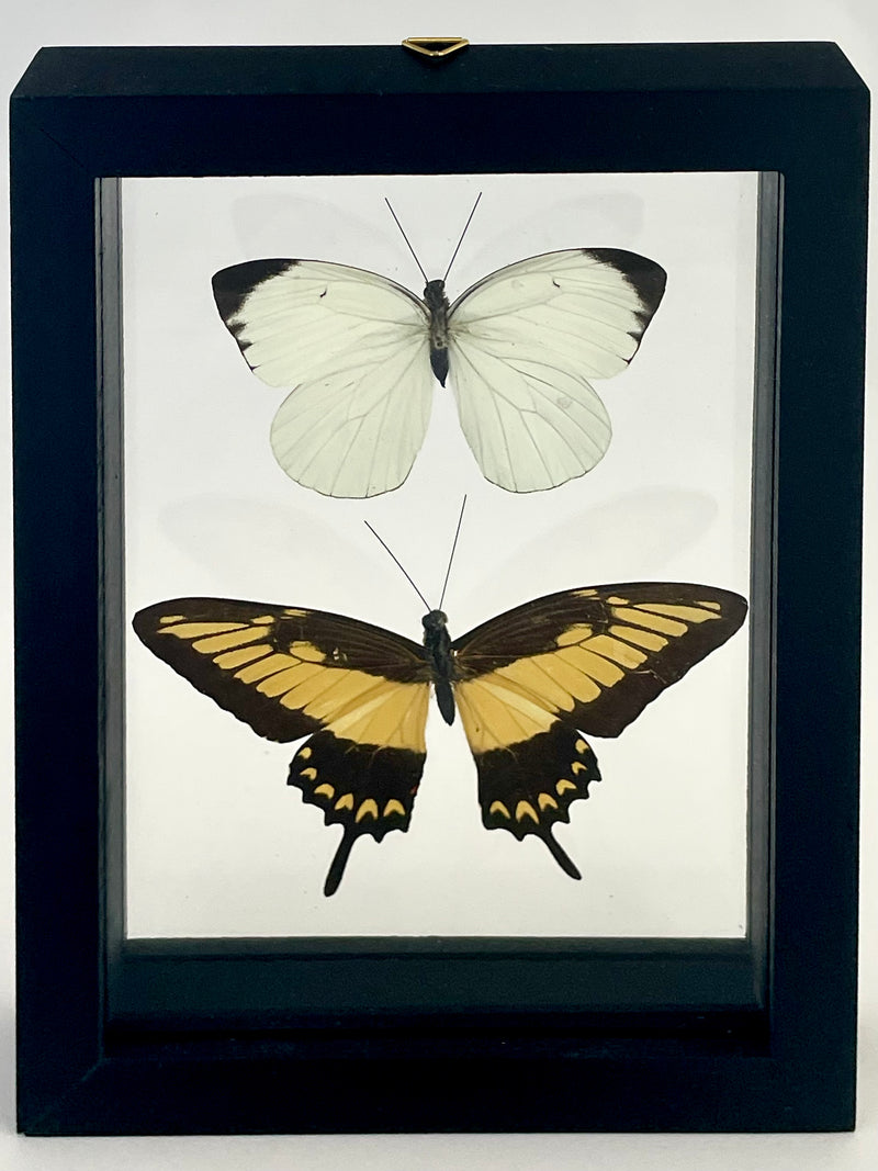 Framed Assorted Butterflies