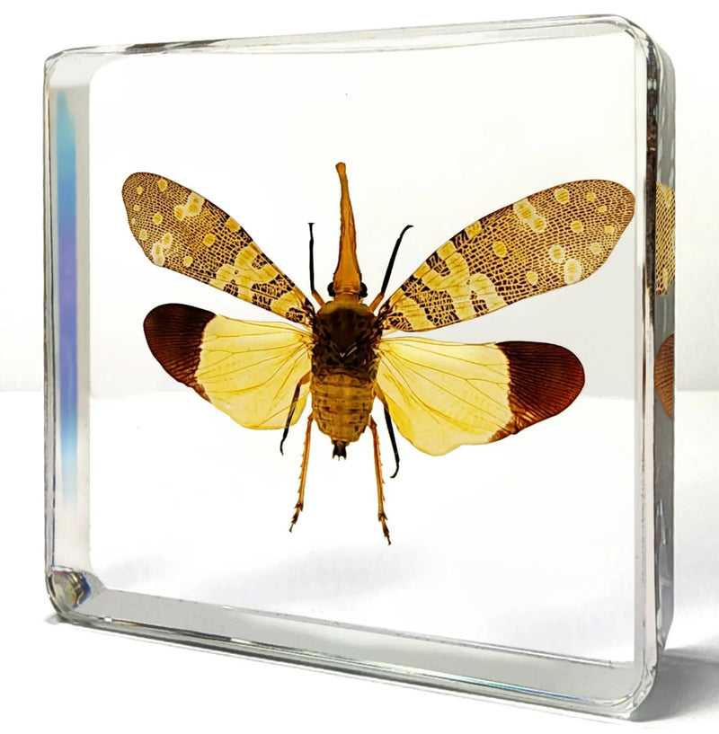 Lanternfly open in Resin